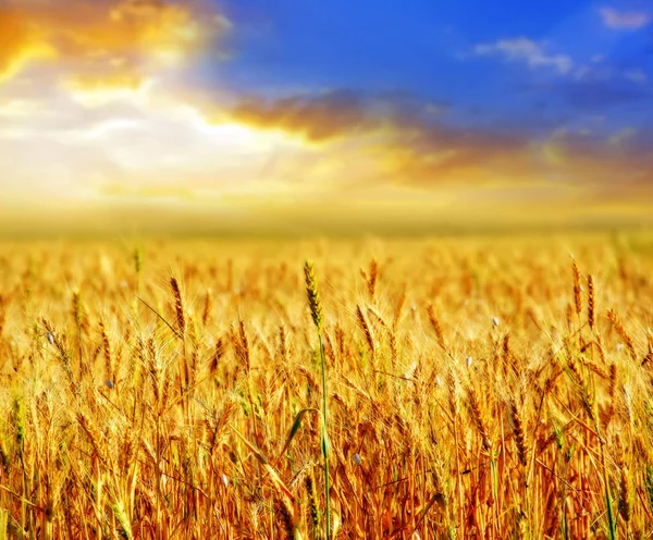 Campo de trigo e céu azul — Fotografia de Stock