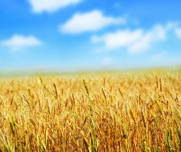 Weizenfeld und blauer Himmel — Stockfoto