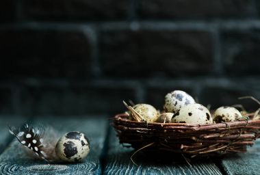 Yuvada bıldırcın yumurtası