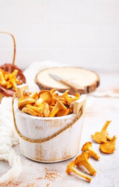 Cantharellus cibarius mantar