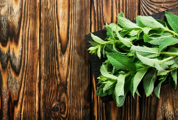 Daun mint segar — Stok Foto