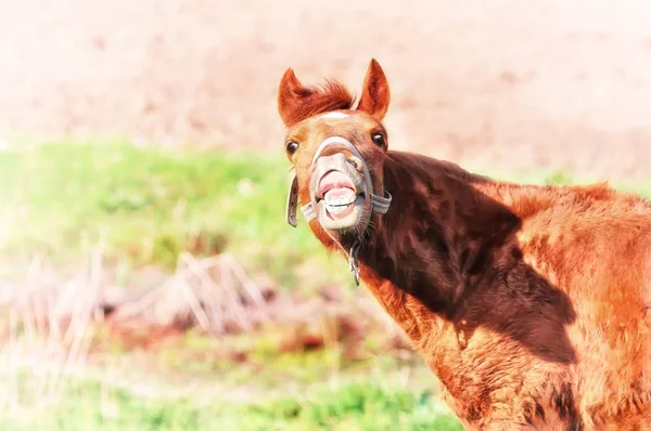 狂気の馬の変顔笑 — ストック写真