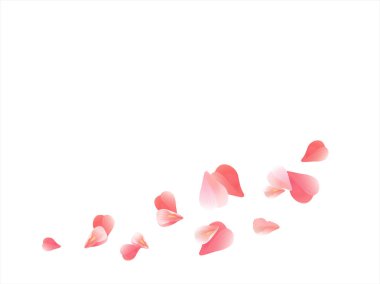 Beyaz izole pembe kırmızı uçan yaprakları. Sakura gül yaprakları. Vektör