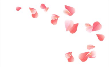Beyaz izole pembe kırmızı uçan yaprakları. Sakura gül yaprakları. Vektör