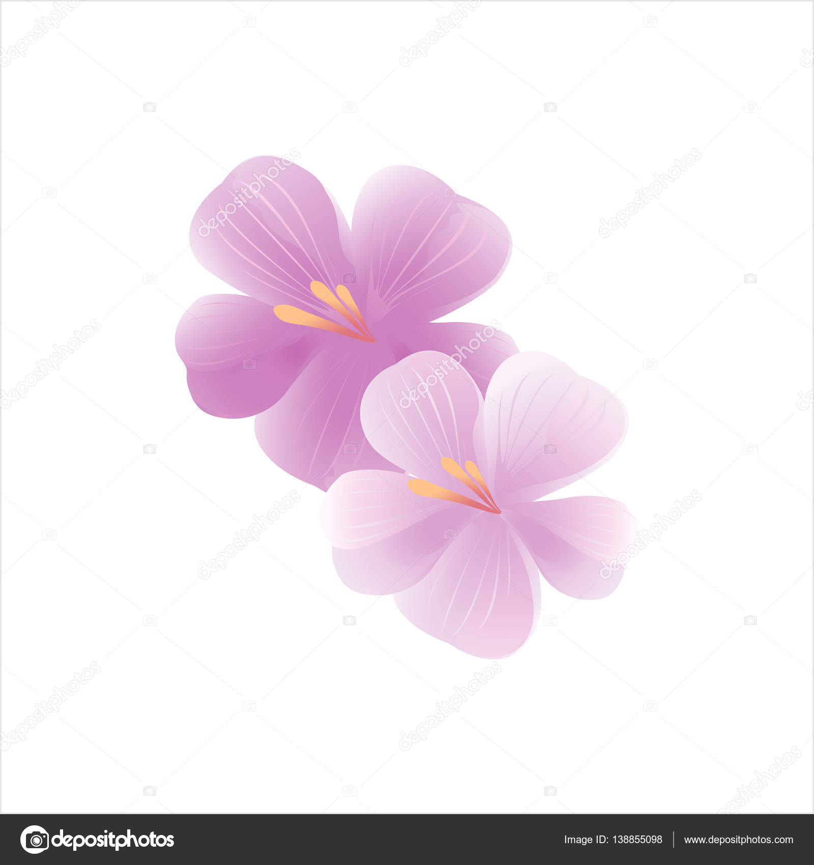 Disegno dei fiori Sfondo di fiori Sakura fiori isolati su priorit  bassa bianca di