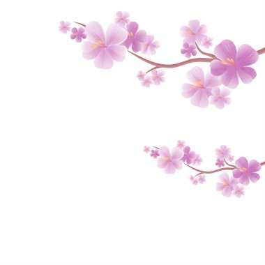 Elma ağacı çiçek. Dalları üzerinde beyaz izole sakura. Kiraz çiçeği. Vektör