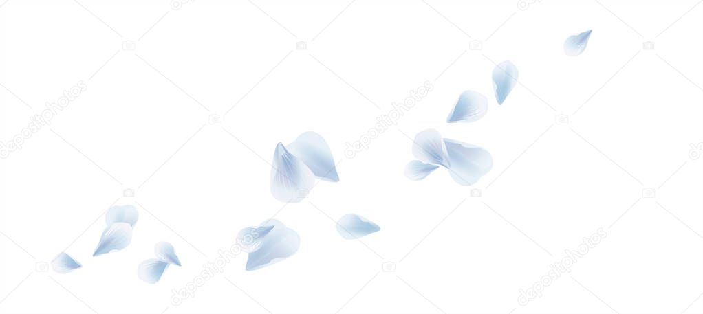 White Blue flying petals isolated on white background. Sakura Roses petals. Vector