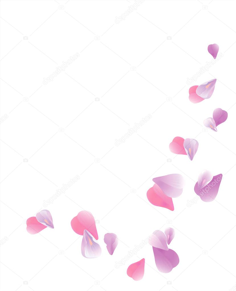 Violet Pink flying petals isolated on white background. Sakura Roses petals. Vector
