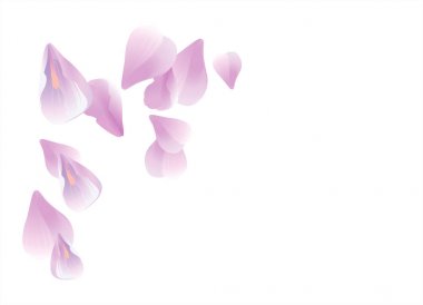 Yaprakları gül çiçek. Mor Menekşe Sakura düşen yaprakları beyaz arka plan üzerinde izole. Vektör Eps 10, cmyk