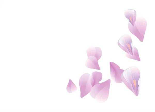 กลีบดอกกุหลาบ ไวโอเล็ตสีม่วง กลีบดอกซากุระตกลงบนพื้นหลังสีขาว เวกเตอร์ EPS 10, cmyk — ภาพเวกเตอร์สต็อก