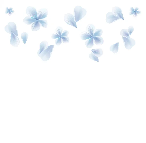 Diseño de flores. Fondo de flores. Pétalos y flores. Azul Blanco Sakura pétalos voladores y flores aisladas sobre fondo blanco. Vector EPS 10, cmyk — Archivo Imágenes Vectoriales