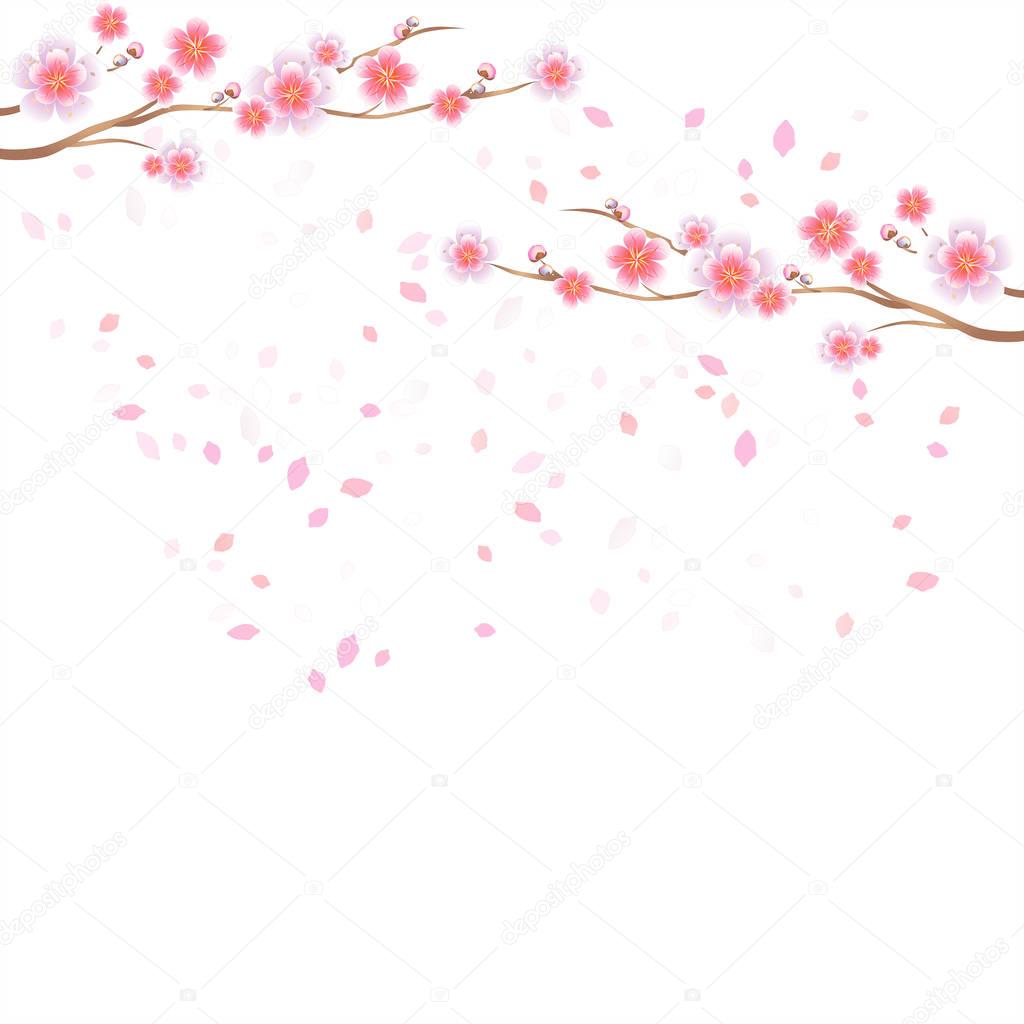 Branches of Sakura and petals flying isolated on white background. Apple-tree flowers. Cherry blossom. Vector EPS 10, cmyk