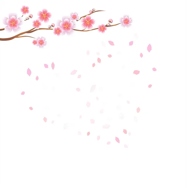 Sakura Zweig Mit Rosa Blüten Und Fliegenden Blütenblättern Auf Weißem — Stockvektor