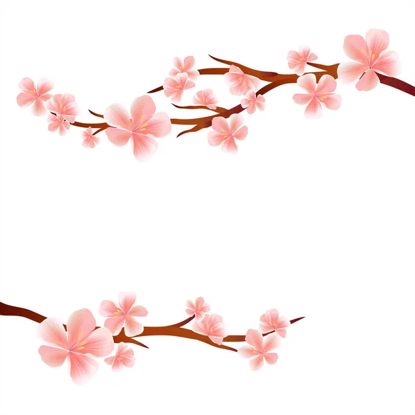 Branches Sakura Avec Des Fleurs Roses Isolées Sur Fond Blanc — Image vectorielle