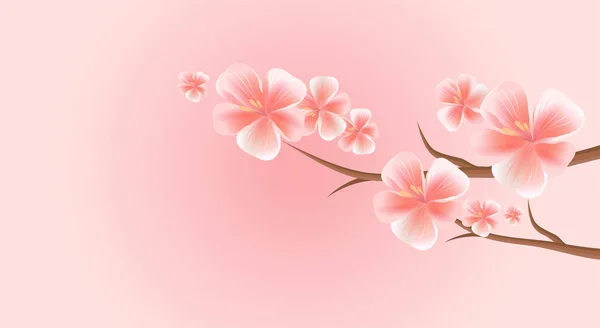 Grenar Sakura Med Rosa Blommor Isolerad Rosa Bakgrund Sakura Blommor — Stock vektor