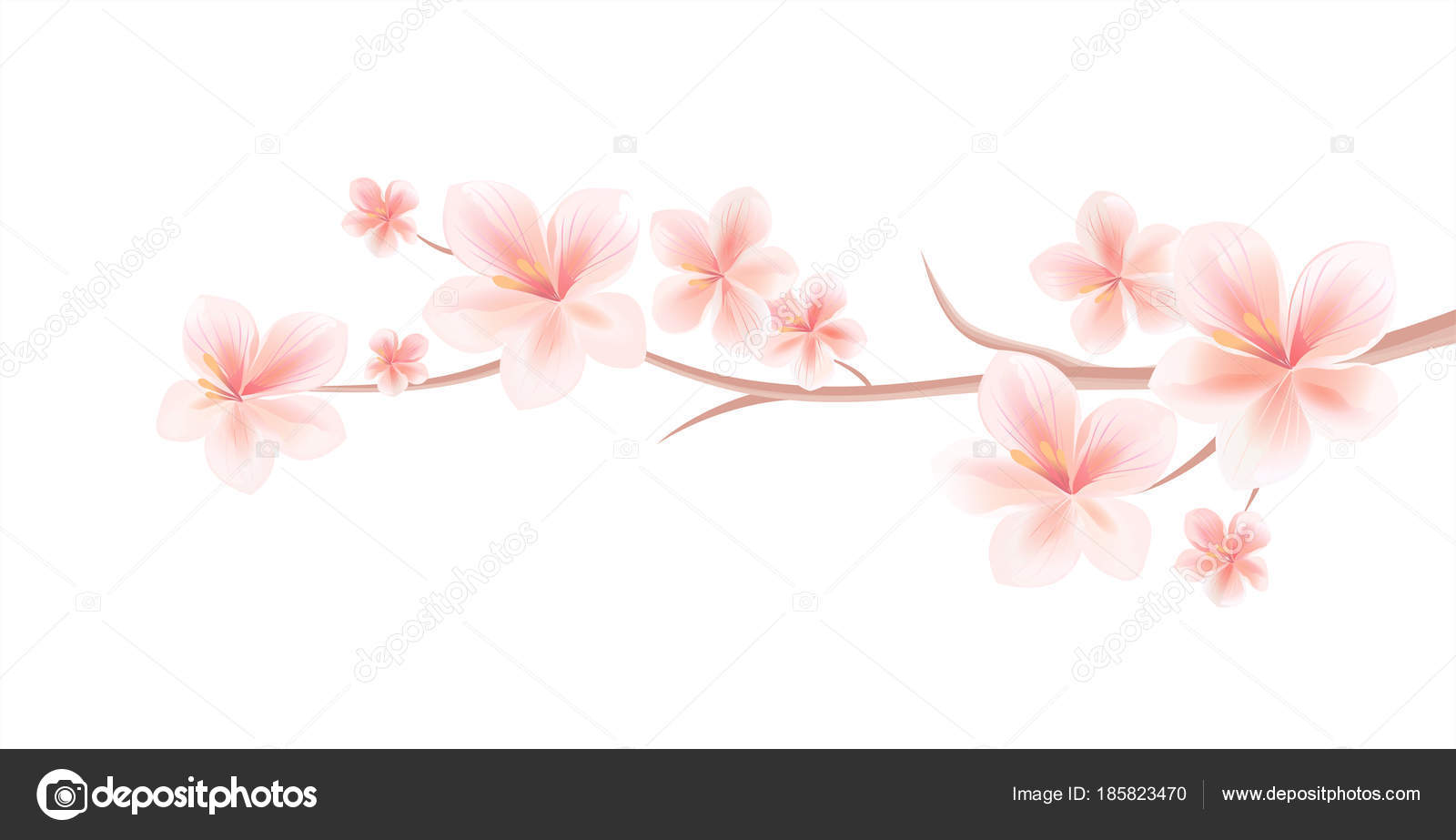 Branche Sakura Avec Des Fleurs Rose Pâle Isolé Sur Fond