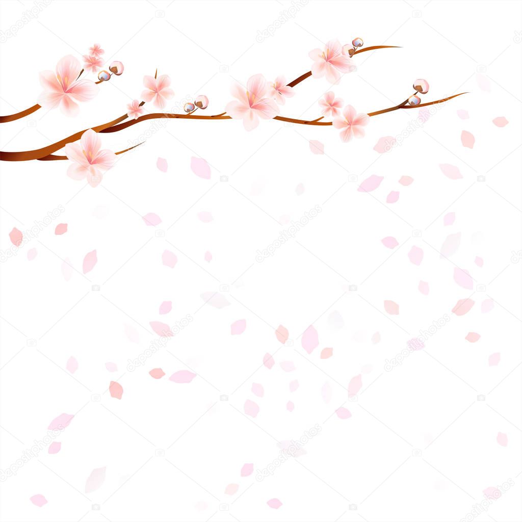 Branches of Sakura with Pink flowers and flying petals isolated on White background. Apple-tree flowers. Cherry blossom. Vector EPS 10 cmyk