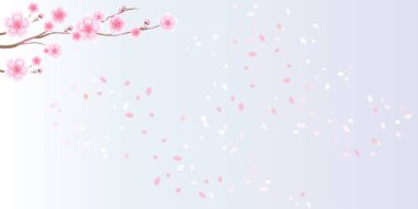 Sakura pembe çiçekli dalları. Kiraz çiçeği ve uçan yaprakları ışık Menekşe degrade arka plan izole. Vektör