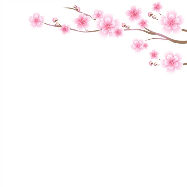 Ramas Sakura Con Flores Rosadas Flor Cerezo Aislada Sobre Fondo — Vector de stock