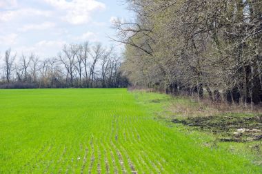 Kış buğday mikroplar sahada