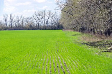Kış buğday mikroplar sahada
