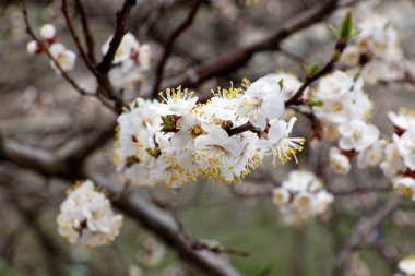 Kayısı çiçekleri