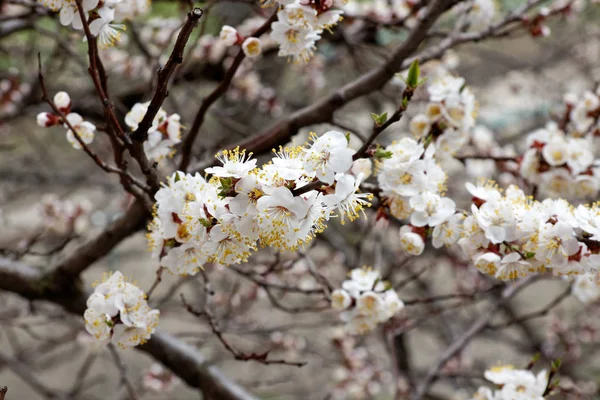 Spring flowers of apricot — Stock Photo, Image