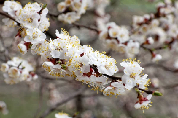 Spring flowers of apricot — Stock Photo, Image