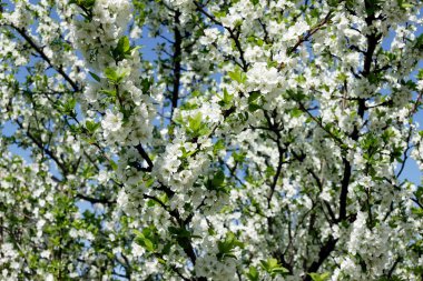 Beyaz kiraz çiçekleri.