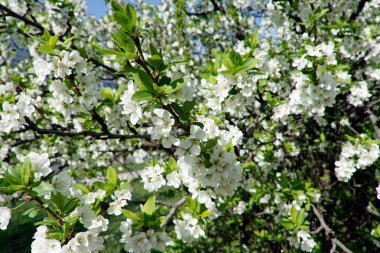 Beyaz kiraz çiçekleri.