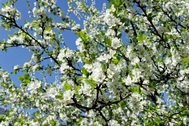 Beyaz kiraz çiçekleri.