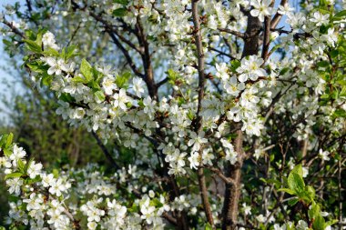 Beyaz kiraz çiçekleri.