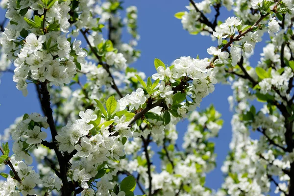 Bunches of white cherry blossoms — Stock Photo, Image