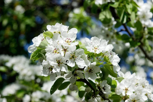 Bunches of white apple blossoms — Stock Photo, Image