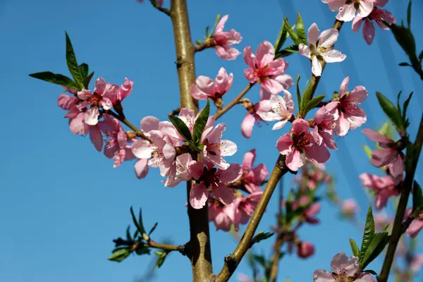 Bunches of pink peach blossoms — Stock Photo, Image