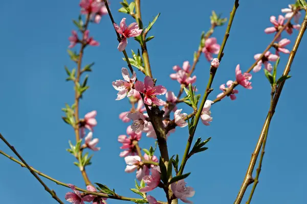 Bunches of pink peach blossoms — Stock Photo, Image