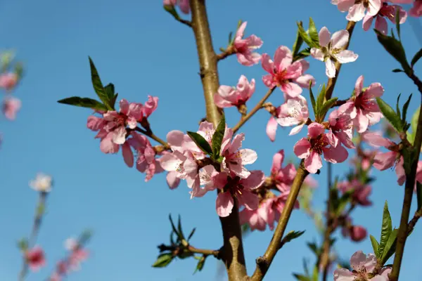 Bunches of pink peach blossoms — Stock Photo, Image