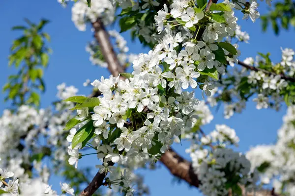 Bunches of white cherry blossoms — Stock Photo, Image
