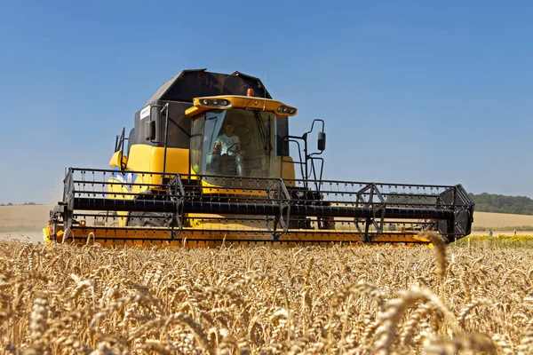 Unire la mietitrebbia lavorando su un campo di grano — Foto Stock