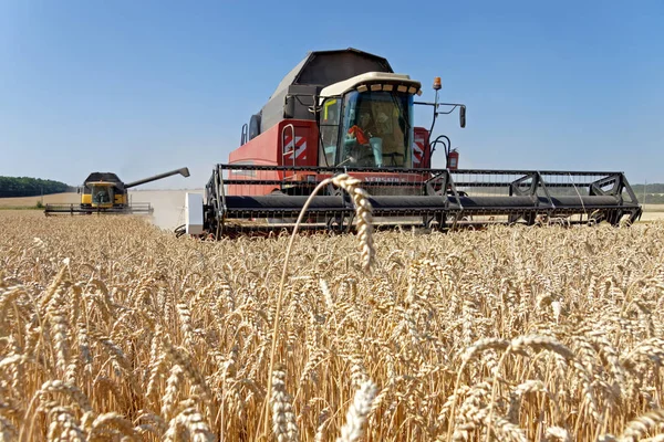 Buğday tarlasında çalışan hasatçıyı birleştirin.
