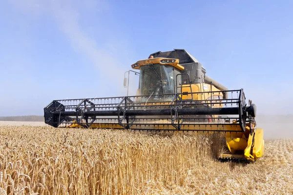 Kombinovat kombajn pracující na pšeničném poli — Stock fotografie