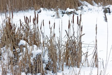 Sazlık kar kış Gölü yakınındaki kuru. Arka plan
