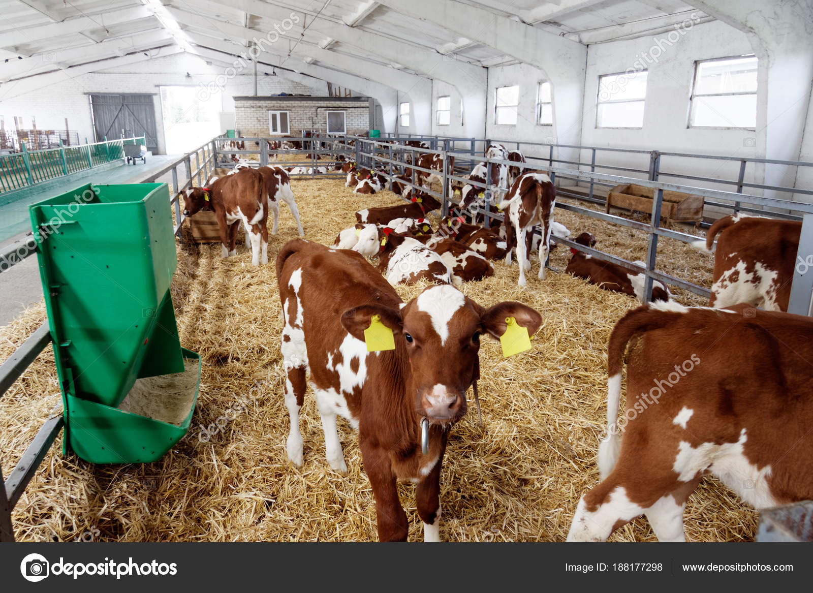 Dairy Cows Farm Cowshed Agriculture Industry Farming Animal Husbandry