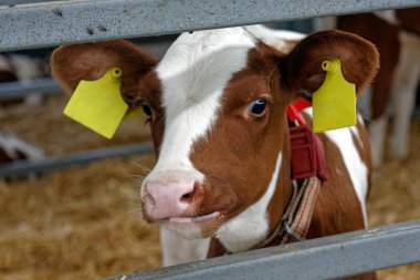 Süt ineği çiftliği cowshed içinde. Tarım sanayi, tarım ve Hayvancılık