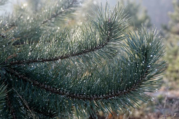 Coniferous Tree Branch Water Drops Defocused Green Background Macro Shot — Stock Photo, Image