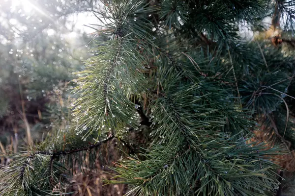 Coniferous Tree Branch Water Drops Defocused Green Background Macro Shot — Stock Photo, Image