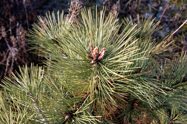 Les Branches Sapin Feuilles Persistantes Rapprochent Bel Arbre Fourrure — Photo