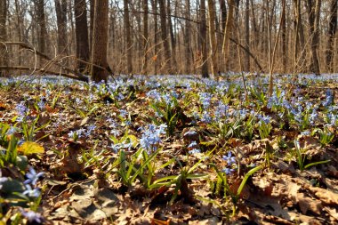 Küçük mavi çiçekler Scilla, baharda bir ormanda, arka plan çiçeklenme.