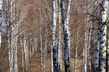 Güneşli bir huş Grove erken baharda güzel beyaz huş ağacı