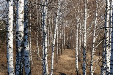 Güneşli bir huş Grove erken baharda güzel beyaz huş ağacı